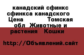 канадский сфинкс сфинкса канадского › Цена ­ 1 000 - Томская обл. Животные и растения » Кошки   